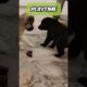Playtime for puppies
