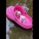 Pocket Puppy  || Fun 😍Fight With Brother || Play Small Dog || 2020