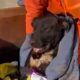Police Officer Spots Abandoned Dog In Dumpster | The Dodo