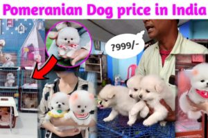 Pomeranian Dog price in India | Teacup dog price in India | Cheapest Dog market in india #Rajesh5G