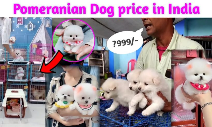 Pomeranian Dog price in India | Teacup dog price in India | Cheapest Dog market in india #Rajesh5G