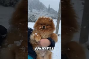 Pomeranian #dog #animalrescue #puppy #lifeloverescue