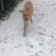 Proteo enjoying the snow in germany. He is having fun!