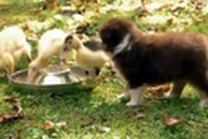 Puppies Herd Ducklings | Too Cute