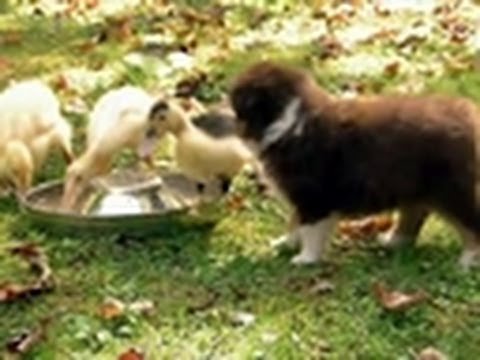 Puppies Herd Ducklings | Too Cute