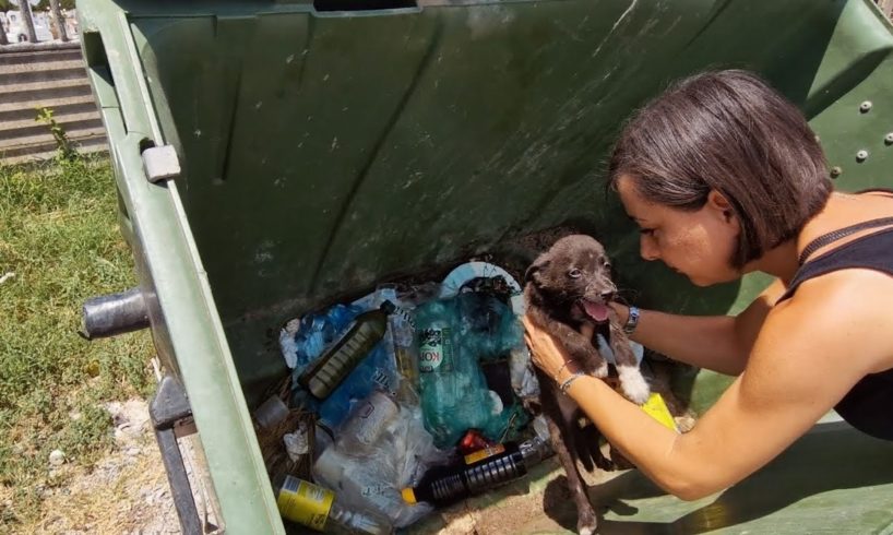 Puppies dumped like trash....abandoned and helpless to die.