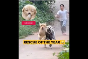 Rescue Of The Year 😂 #lol | # Funny Dogs | Dog | Pets| #funny animals #dog #pets