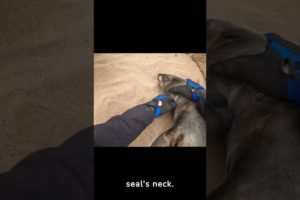Rescue rescues seal trapped in net #animal #seal
