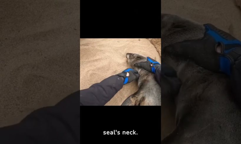 Rescue rescues seal trapped in net #animal #seal