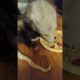 Rescued opossum loves his vegetables #shorts #animals #pets #opossum #wildlife #wildanimals