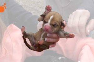 Rescuer Puts Dying Cold Puppy Down Her Shirt to Save it and Man Helps Dead Guys Dogs! Dog Rescue TV