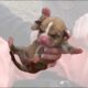 Rescuer Puts Dying Cold Puppy Down Her Shirt to Save it and Man Helps Dead Guys Dogs! Dog Rescue TV