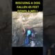 Rescuing a Dog Fallen 65 Feet Down a Well #dog #shorts