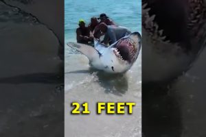 Rescuing a shark from the beach #animals #respect