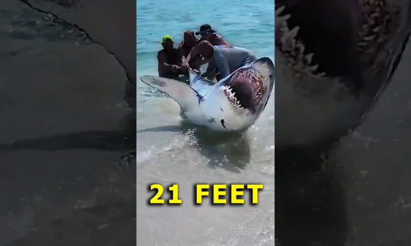 Rescuing a shark from the beach #animals #respect
