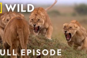 SPECIAL: Cat Fight (Full Episode) | Animal Fight Night