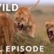 SPECIAL: Cat Fight (Full Episode) | Animal Fight Night