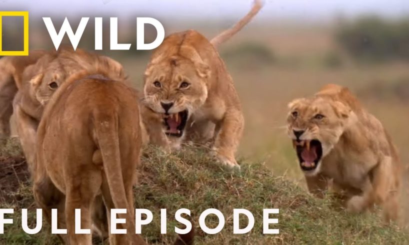 SPECIAL: Cat Fight (Full Episode) | Animal Fight Night