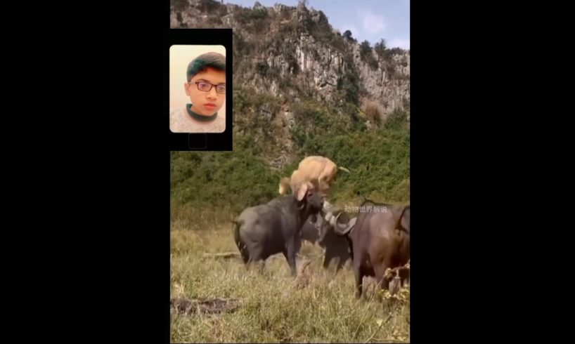 Scary Moment Crazy Buffaloes Kills Lion | Lion Vs Buffalo |#reaction #viral #shorts #lions #buffalo