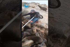 Seal Rescuer Falls And Gets Bitten! #shorts