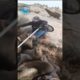 Seal Rescuer Falls And Gets Bitten! #shorts