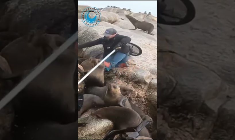 Seal Rescuer Falls And Gets Bitten! #shorts