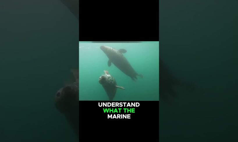 Seals rescued a drowning man #shrots