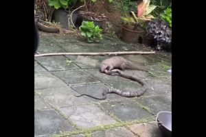 Snake ( Cobra ) vs Mongoose Real Fight || Animal Fight // snake vs mongoose // Real video