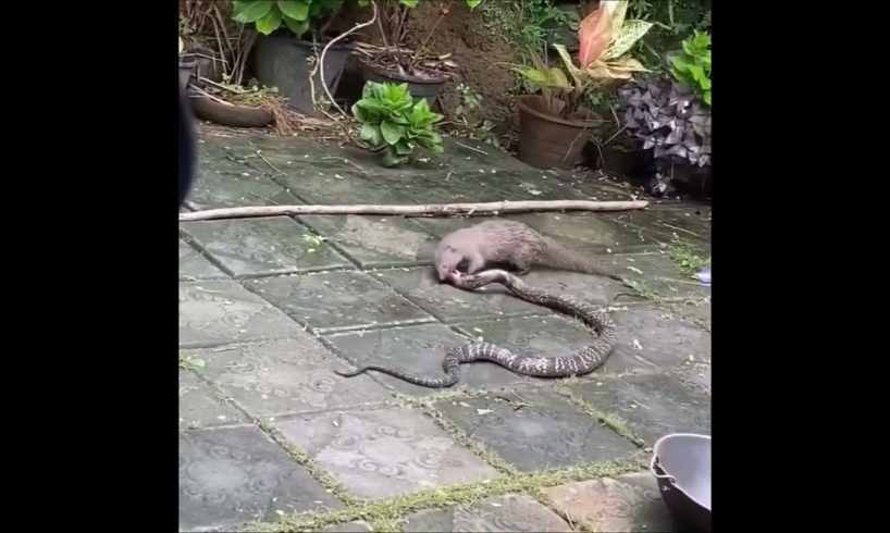 Snake ( Cobra ) vs Mongoose Real Fight || Animal Fight // snake vs mongoose // Real video