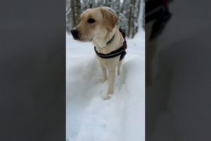 Snow Is Fun For The Dog #love #dog #animals #play #pets #nature #walking #labrador #shorts