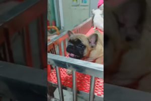 So cute puppies 🐶 #dog #dogs #doglover #puppy #puppies #pets #pet #cutedog #shorts