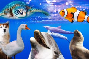 Sound Animals, Play Water Animals & Underwater Animal Life, Seals, ducks, swans, dolphins, crabs