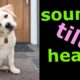 Sounds That Tilt a Dogs Head ~ Sounds Dogs Love