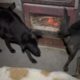 Special needs dogs can´t wait for the fire! Raining outside!