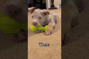 Still a playful puppy 🥰 #cute #puppies #americanbully