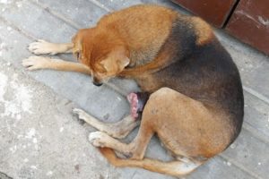 Stray Dog Rescues- Help Indian dogs