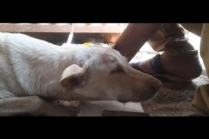 Street Animal Rescues & Treatment  #Shorts #Pets & #Animals