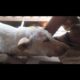 Street Animal Rescues & Treatment  #Shorts #Pets & #Animals