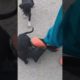 #Street dogs #🌷🌹#Cute puppies #❤️❤️ short video 📷❤️