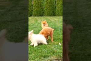 Sweet Dogs Play Moments #dog #animals #shorts