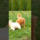 Sweet Dogs Play Moments #dog #animals #shorts