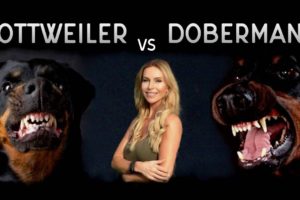 THE DOBERMAN VS THE ROTTWEILER - WHO IS FIERCEST?