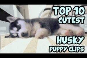 TOP 10 CUTEST HUSKY PUPPY VIDEOS OF ALL TIME