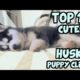 TOP 10 CUTEST HUSKY PUPPY VIDEOS OF ALL TIME