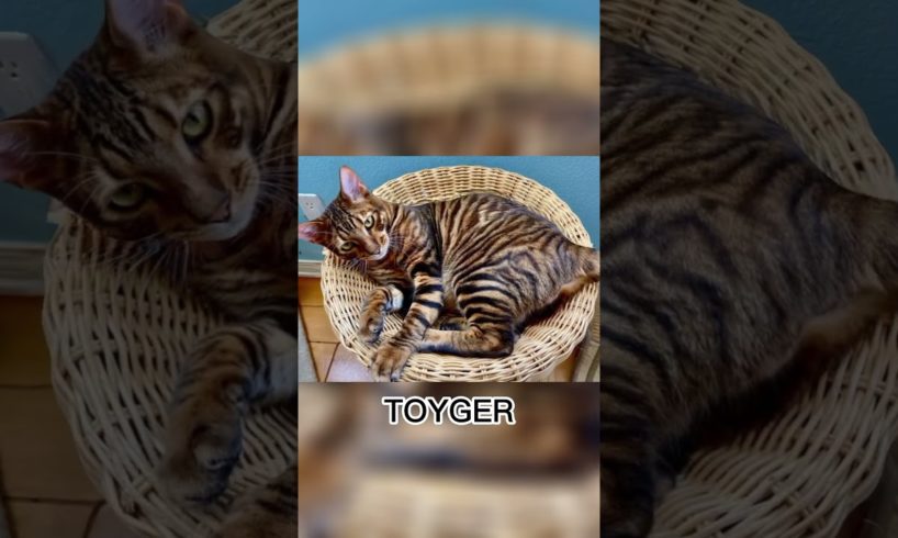 TOYGER CAT 😻 #animals #cats #shorts