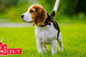 TV for Dogs 24/7: Video Endless Entertainment for Dogs to Watch Anti-Anxiety & Boredom-Music for Dog