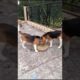 Talented puppies #cute dogs # cutest puppies #funny