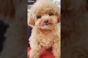 Teacup dog | Pomeranian dog | Pocket dog | Toy pom | Cutest Puppies #viral #shorts #shortvideo #dogs