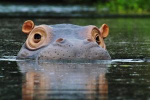 The 'Beauty' Regime of Hippos | Spy In The Wild | BBC Earth