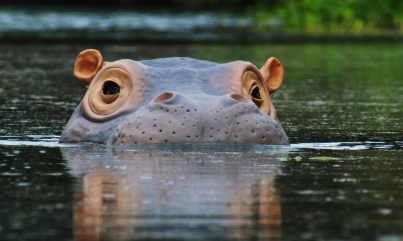The 'Beauty' Regime of Hippos | Spy In The Wild | BBC Earth